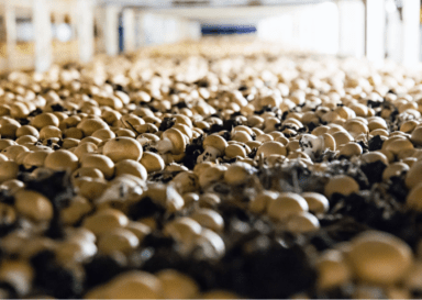 This Earth Day, Do Something Super (Like Eat a Mushroom)
