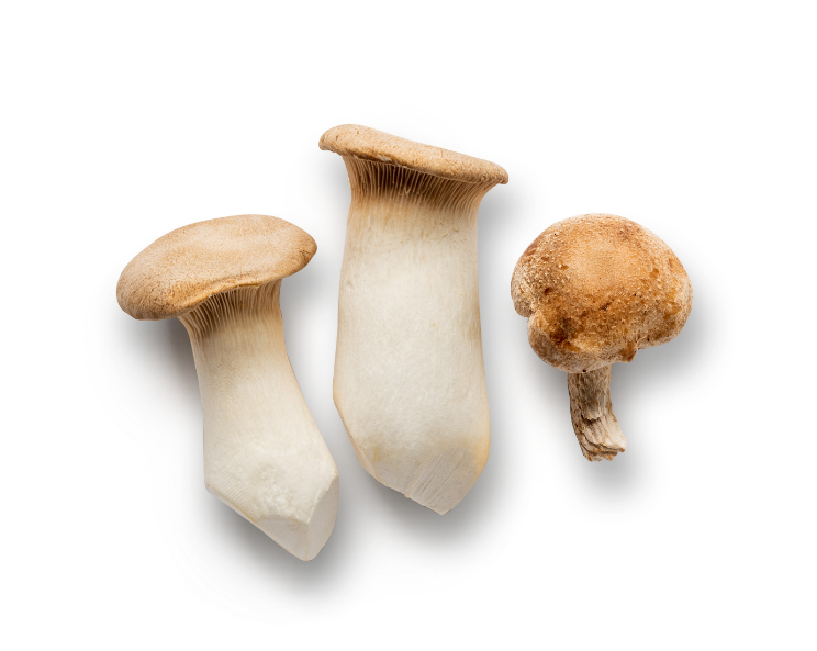 Specialty Mushrooms