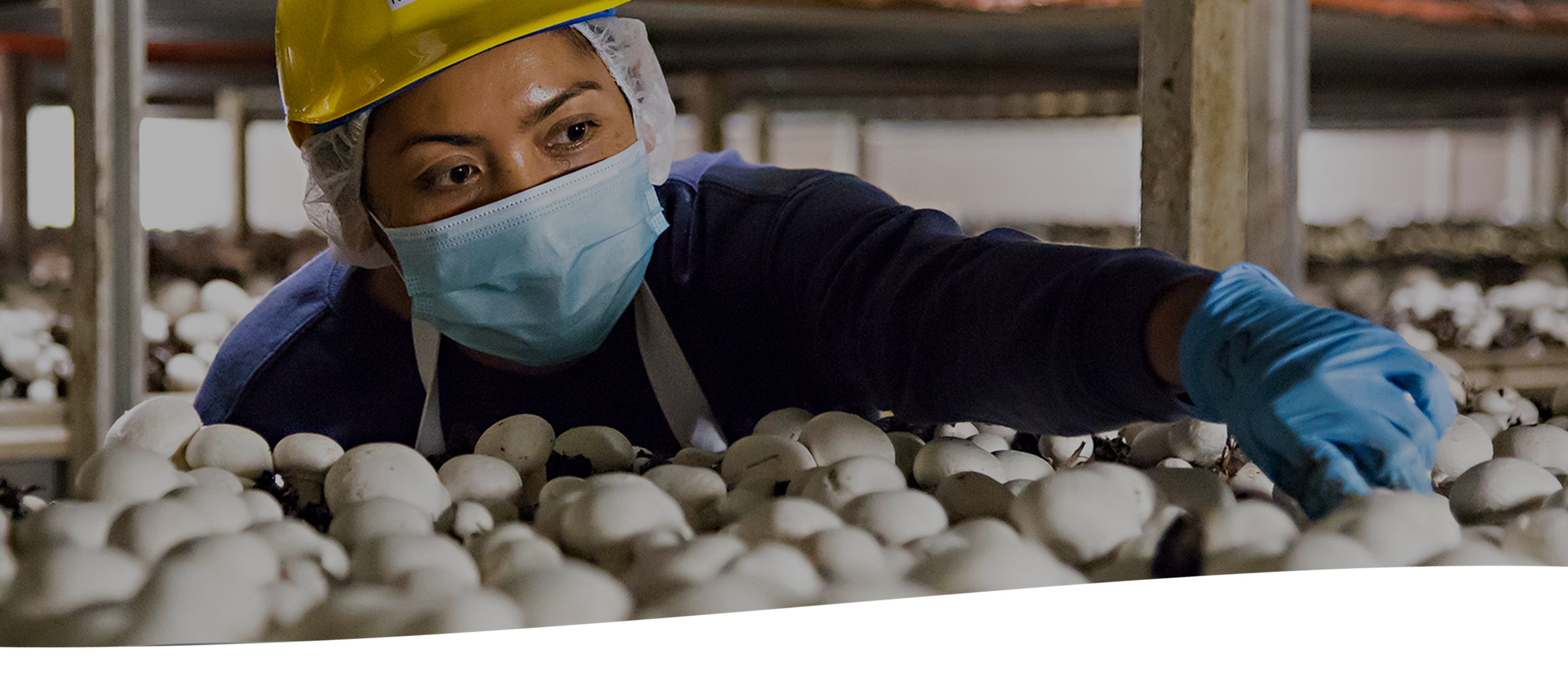 Employee holding mushrooms