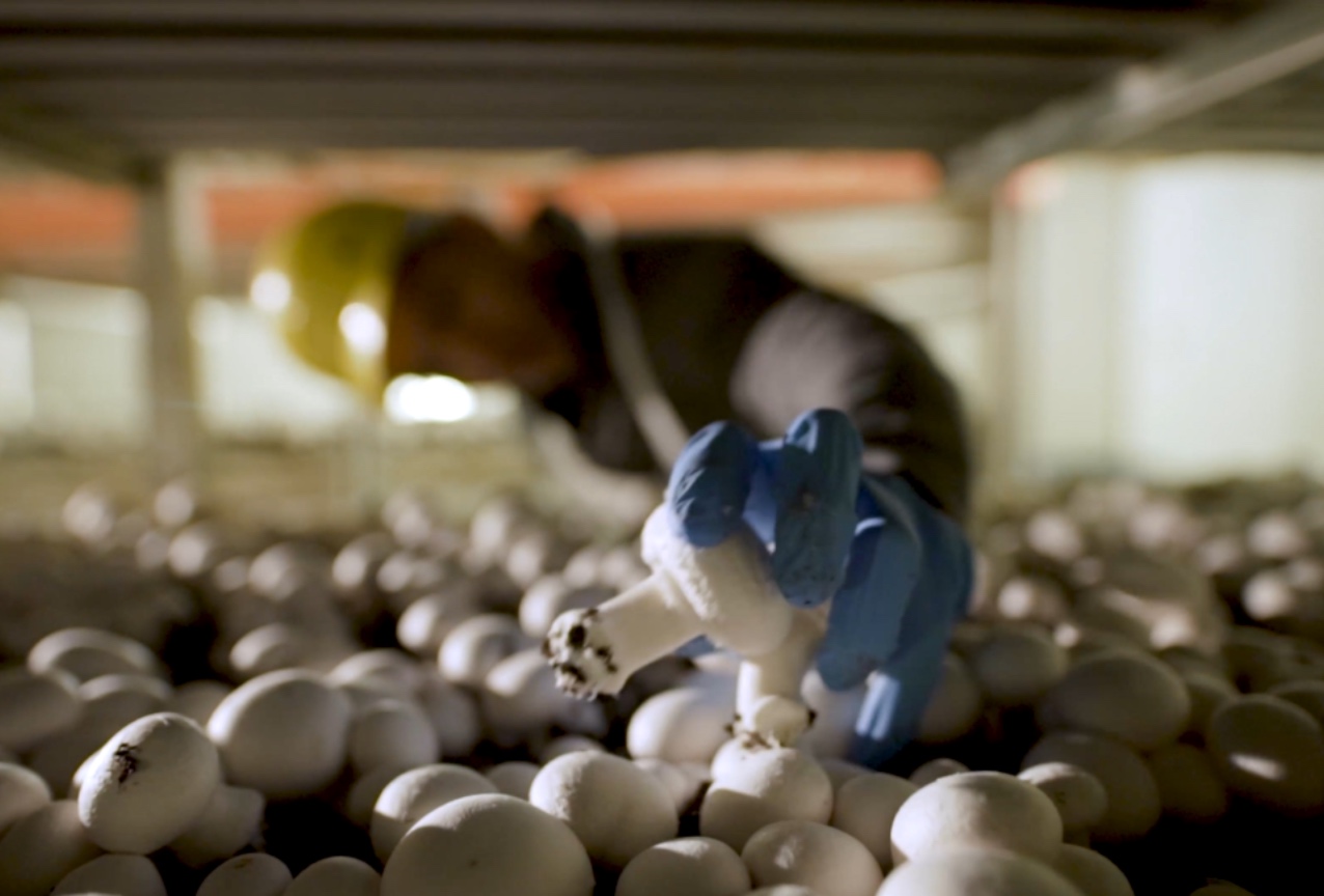 Worker picking mushrooms