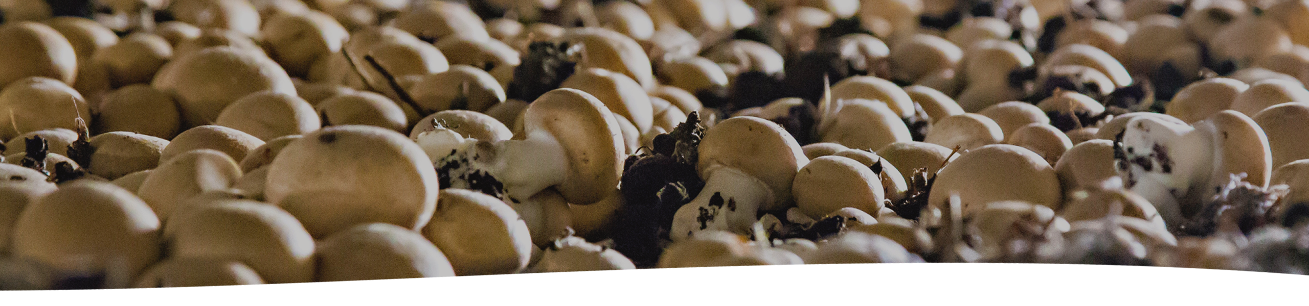 Mushrooms Growing