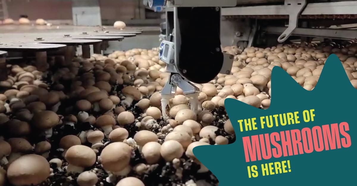 Highline Mushrooms Partners With Christiaens Group To Build The Farm Of ...